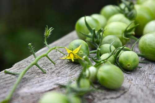 produce shallow focus lens photo of plant apple