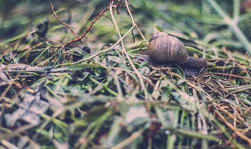 snail brown snail on green leafed plant close up