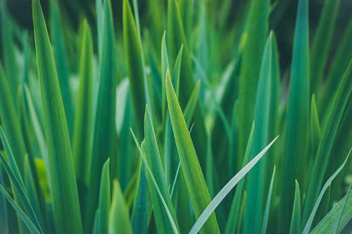 plant closeup photo of sword-shaped green leafed plant flora