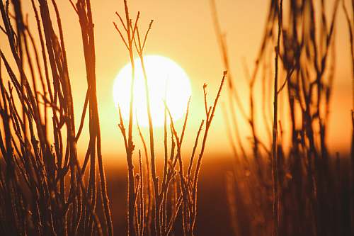 orange shallow focus photography of grains with sun sun