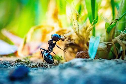 person close up photo of black ant in front of plant people