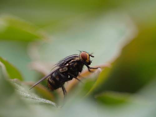 fly black and brown fly on green leaf closeup
