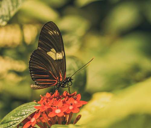 butterfly black butterfly on selective focus photography bee