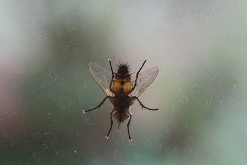 animal close up photo of black and brown fly on glass window