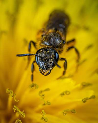 animal closed-up photo of bee bee