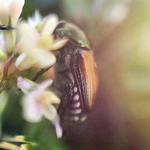 flower green and brown beetle perched on white flowers macro photography bug