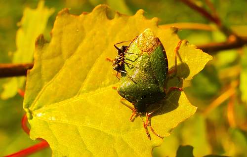 animal green insect yellow