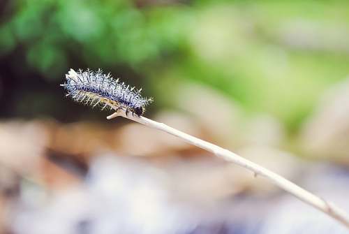 caterpillar selective of fuzzy caterpillar natural