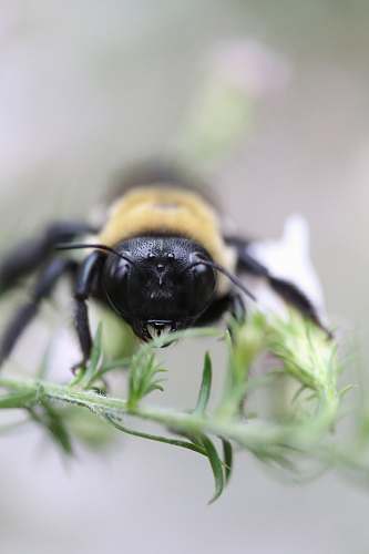macro tilt shift lens photography of bee bee