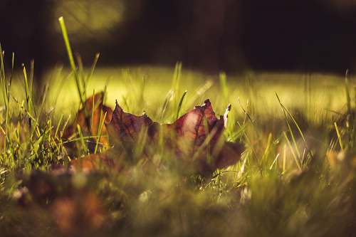 plant low-angle of dried leaf on grass grass