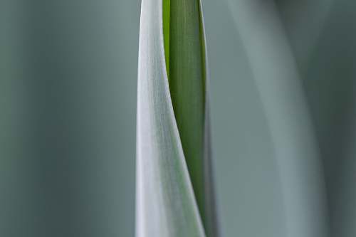 leaf selective focus photograph of green leaf flower