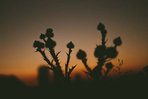 plant bokeh photography of plant silhouette