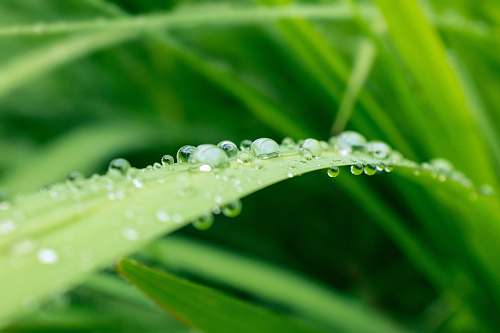 green macro shot of water droplets on green grass droplet