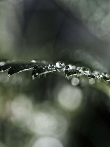 droplet selective focused photo of a watery leaf water