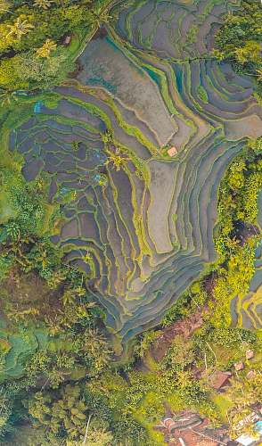 art rice terracess during daytime outdoors