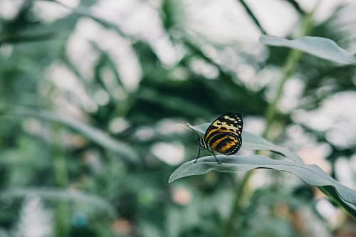 insect black and brown butterfly nesting green leaf shallow focus photography butterfly