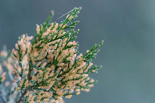 tree close-up photography of brown flowers conifer