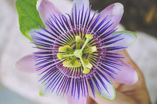 flower close up photography of purple petaled flower flatlay flower