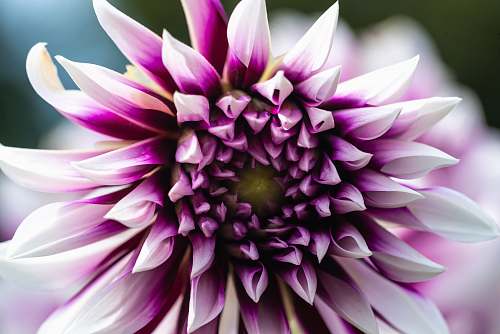 flower closed up photo of purple petaled flower dahlia