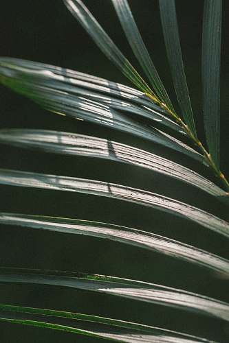 tree green linear leafed plant foilage