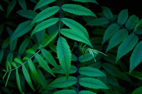 fern macro photography of leaves leaves