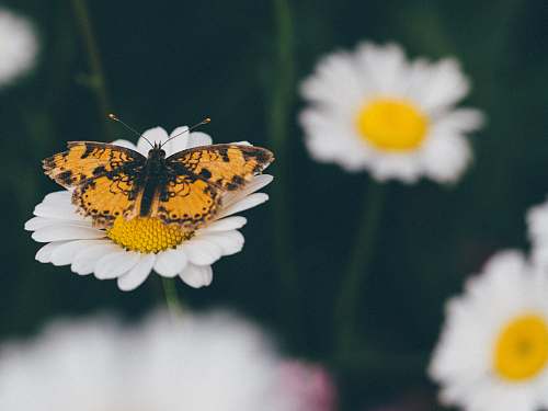 flower orange and black butterfly perching on white flower daisy