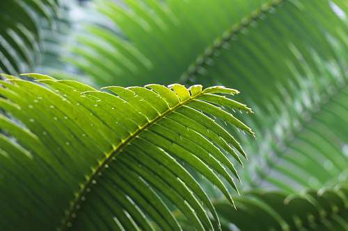 fern selective focus photography of green leafe leaves