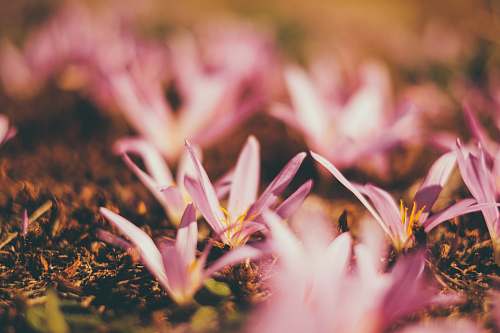flower selective focus photography of pink petaled flowers flora