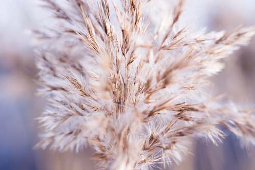 grass shallow focus photo of white flower bird