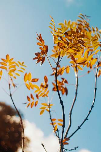 leaves shallow focus photography of orange leaves tree