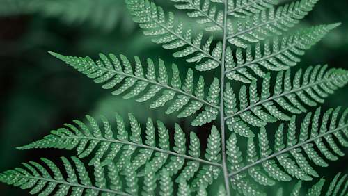 fern shallow photography of green leafed plant forest