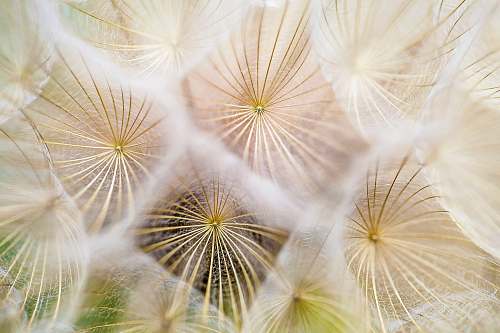 flower white dandelion flowers nature