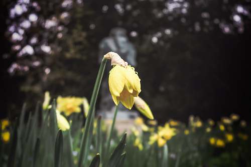 flower yellow flower focus photography daffodil