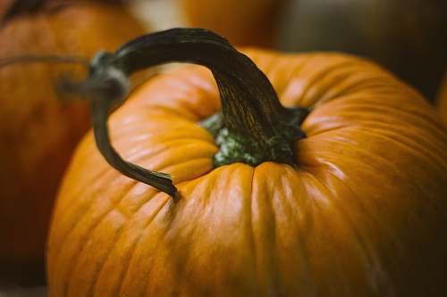 squash close up photography of pumpkin food