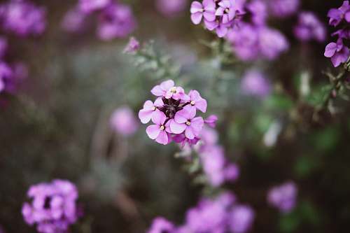 flower selective focus of purple flowers amersfoort