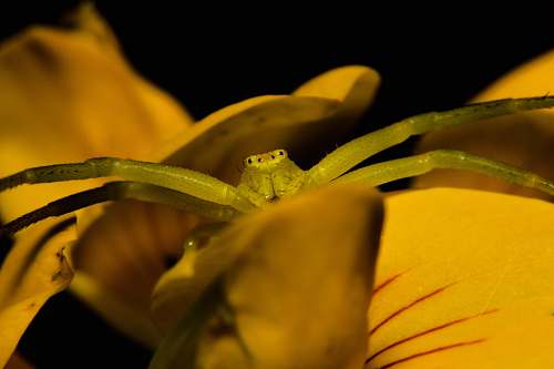 yacolt green insect united states