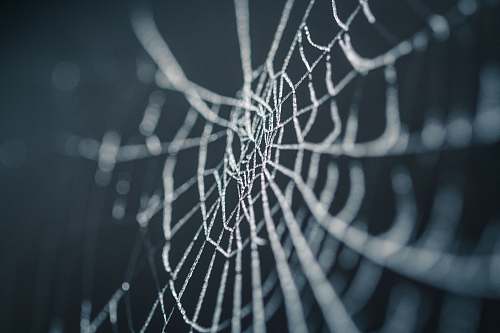 insect selective focus photography of spiderweb halloween