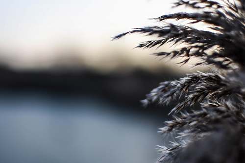 grain macro photography of gray leaves blur