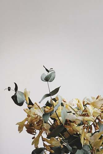 plant brown and gray plant flower