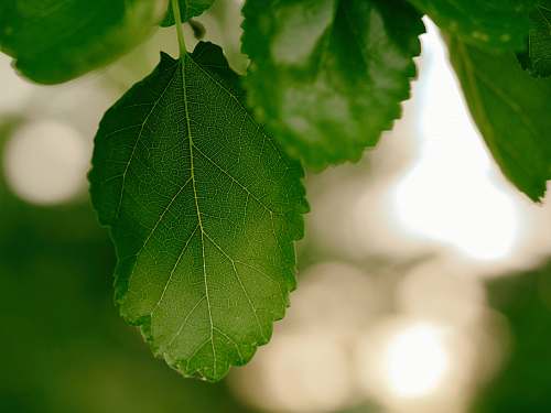 macro green leaf morning