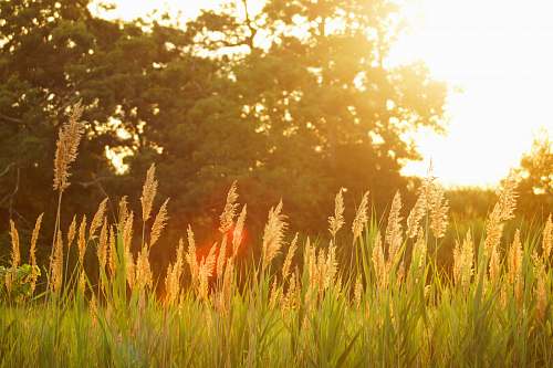 wheat scenery of a grassfield during sunset grass