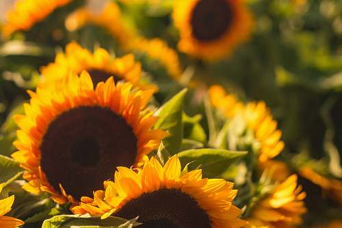 sunflower shallow focus photography of sunflowers plant