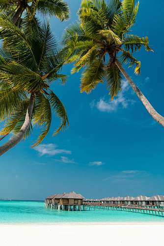 summer low angle photography of coconut trees on shore outdoors