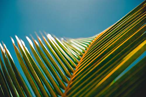 nature photography of banana leaves background