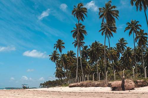 tropical coconut tree in seashore person