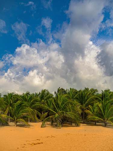 tropical coconut trees palm tree