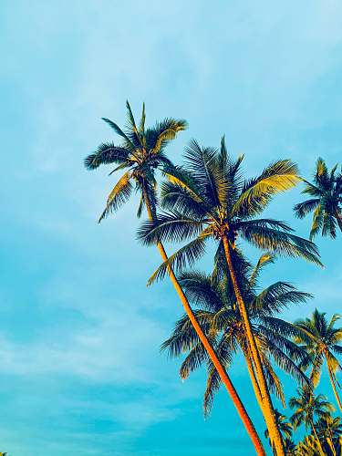tree coconut trees under blue sky during daytime arecaceae