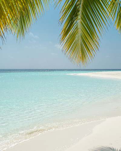 sea green coconut tree beside beach tropical