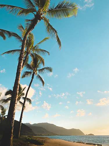 tropical green coconut trees blue
