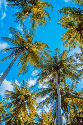 tree green palm trees tropical